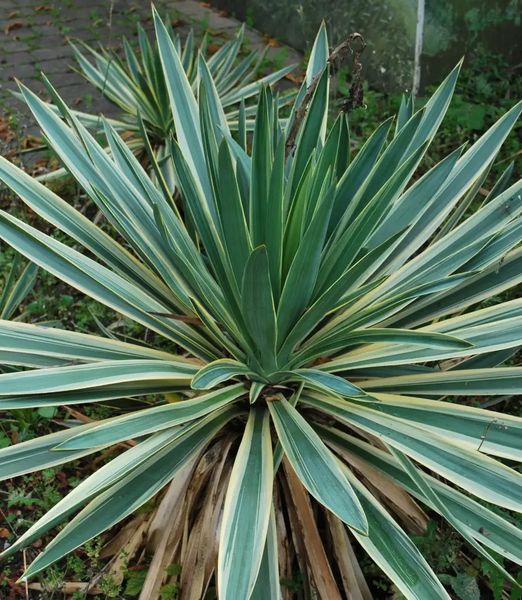 Yucca gloriosa 'Variegata'